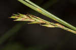 Wretched sedge